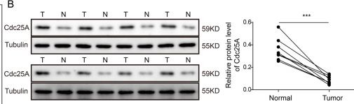 Fig.1.B showing Western Blotting in a Homo sapiens (Human) sample from the publication: Cdc25A inhibits autophagy-mediated ferroptosis by upregulating ErbB2 through PKM2 dephosphorylation in cervical cancer cells.