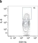 Fig.5.B showing Flow cytometry/Cell sorting in a Mus musculus (House mouse) sample from the publication: Microbiota-driven interleukin-17-producing cells and eosinophils synergize to accelerate multiple myeloma progression.