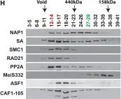 Fig.4.H showing Western Blotting from the publication: Histone chaperone NAP1 mediates sister chromatid resolution by counteracting protein phosphatase 2A.