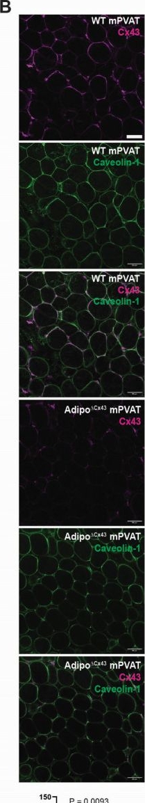 Fig.2.B showing Immunohistochemistry-immunofluorescence in a Mus musculus (House mouse) sample from the publication: Connexin-43-Mediated Gap Junction Coupling Between Adipocytes Regulates Norepinephrine-Induced Ca2+ Responses in Perivascular Adipose Tissue.