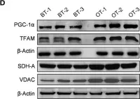 Fig.5.D showing Western Blotting from the publication: Mitochondrial uncoupler DNP induces coexistence of dual-state hyper-energy metabolism leading to tumor growth advantage in human glioma xenografts.