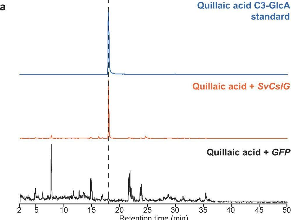 Fig.5.A from the publication: Deciphering triterpenoid saponin biosynthesis by leveraging transcriptome response to methyl jasmonate elicitation in Saponaria vaccaria.