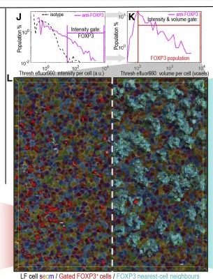Fig.4.J showing Immunohistochemistry-immunofluorescence in a Mus musculus (House mouse) sample from the publication: Label-free cell segmentation of diverse lymphoid tissues in 2D and 3D.