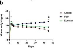 Fig.5.B from the publication: Irisin Induces Apoptosis in Metastatic Prostate Cancer Cells and Inhibits Tumor Growth In Vivo.