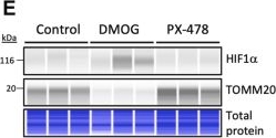 Fig.4.E showing Simple Western - Size in a Homo sapiens (Human) sample from the publication: Aerobic glycolysis drives differentiation of unilocular adipocytes.