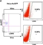 Fig.4.D showing Flow cytometry/Cell sorting from the publication: LGR5 promotes cancer stem cell traits and chemoresistance in cervical cancer.