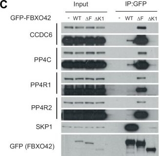 Fig.2.C showing Western Blotting from the publication: Pervasive phenotypic effects of FBXO42 are promoted by regulation of PP4 phosphatase.
