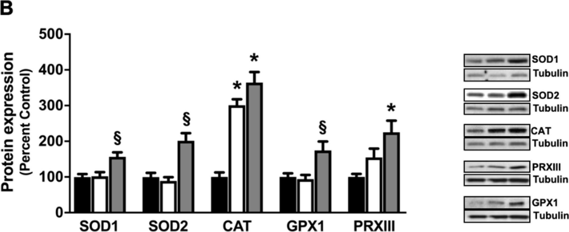 Fig.4.B showing Western Blotting from the publication: Hyperbaric Oxygen Treatment Following Mid-Cervical Spinal Cord Injury Preserves Diaphragm Muscle Function.