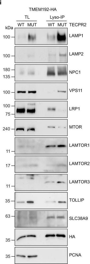 Fig.5.I showing Western Blotting in a Homo sapiens (Human) sample from the publication: Spatial proteomics reveals secretory pathway disturbances caused by neuropathy-associated TECPR2.