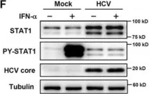 Fig.1.F showing Western Blotting in a Homo sapiens (Human) sample from the publication: IFN-λ4 potently blocks IFN-α signalling by ISG15 and USP18 in hepatitis C virus infection.