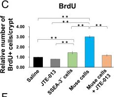 Fig.6.C from the publication: Stem Cell Therapy Using Bone Marrow-Derived Muse Cells Repairs Radiation-Induced Intestinal Injury Through Their Intestine-Homing via Sphingosine Monophosphate-Sphingosine Monophosphate Receptor 2 Interaction.