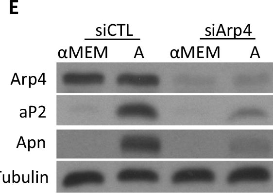 Fig.6.E showing Western Blotting in a Mus musculus (House mouse) sample from the publication: Nuclear actin structure regulates chromatin accessibility.