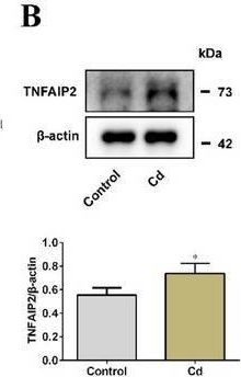 TNFAIP2 antibodies - Antibody search engine - CiteAb