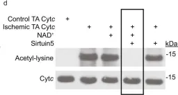 Fig.1.D showing Western Blotting from the publication: Cytochrome c lysine acetylation regulates cellular respiration and cell death in ischemic skeletal muscle.