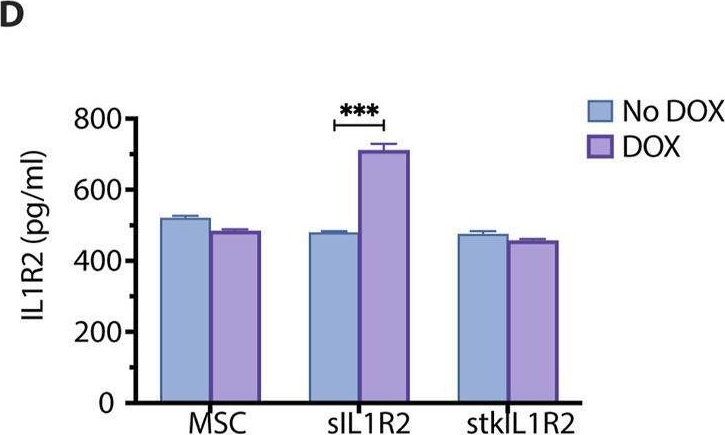Fig.3.D showing Enzyme-linked immunosorbent assay from the publication: Engineered mesenchymal stromal cells with interleukin-1beta sticky-trap attenuate osteoarthritis in knee joints.