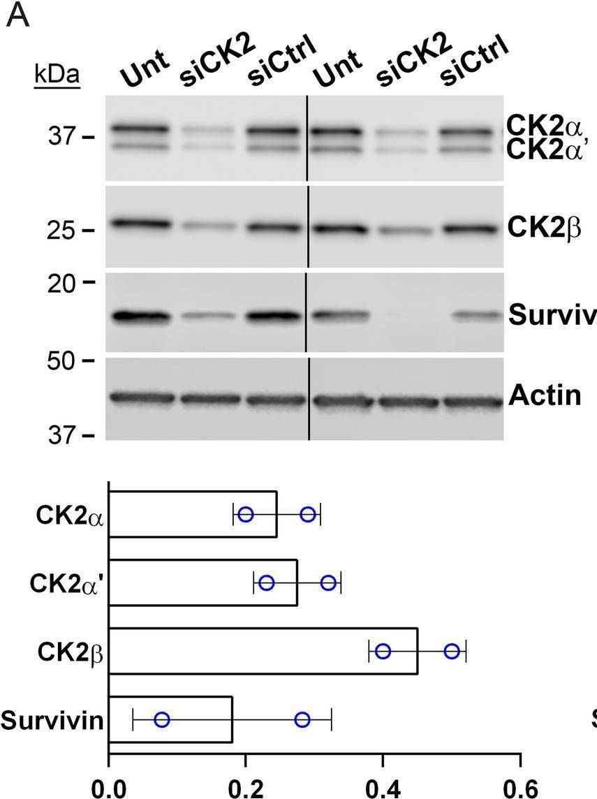 Fig.2.A showing Western Blotting from the publication: Impact of protein kinase CK2 downregulation and inhibition on oncomir clusters 17 ~ 92 and 106b ~ 25 in prostate, breast, and head and neck cancers.
