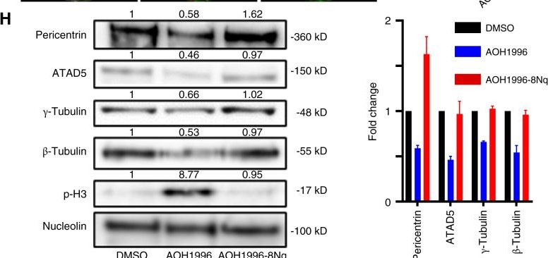 Fig.5.H showing Western Blotting from the publication: Targeting Cancer-Associated PCNA with AOH1996 Induces Mitotic Catastrophe and Enhances Cisplatin Therapy in Cervical Cancer.
