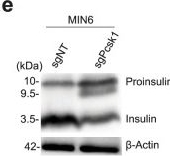 Fig.1.E showing Western Blotting from the publication: Proinsulin regulators identified with CRISPR screen and in vivo mouse QTL mapping.