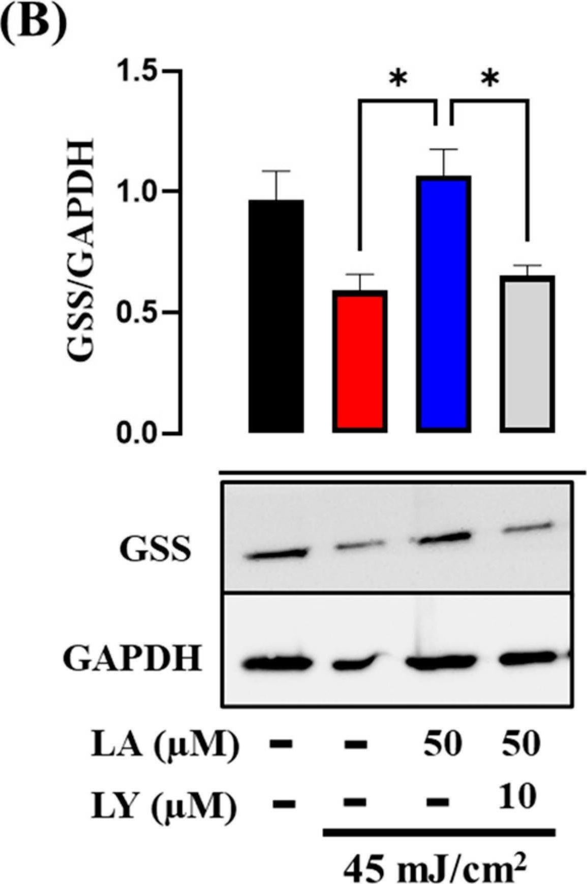 Fig.9.B showing Western Blotting from the publication: Linoleic Acid Induces Metabolic Reprogramming and Inhibits Oxidative and Inflammatory Effects in Keratinocytes Exposed to UVB Radiation.
