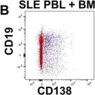 Fig.3.B showing Flow cytometry/Cell sorting in a Homo sapiens (Human) sample from the publication: Interferon activation in bone marrow long-lived plasma cells in systemic lupus erythematosus.