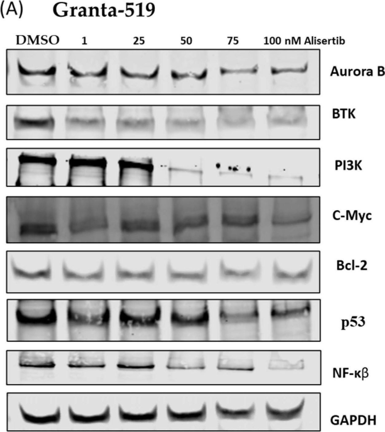 Fig.2.A showing Western Blotting in a Homo sapiens (Human) sample from the publication: A Novel Triplet of Alisertib Plus Ibrutinib Plus Rituximab Is Active in Mantle Cell Lymphoma.