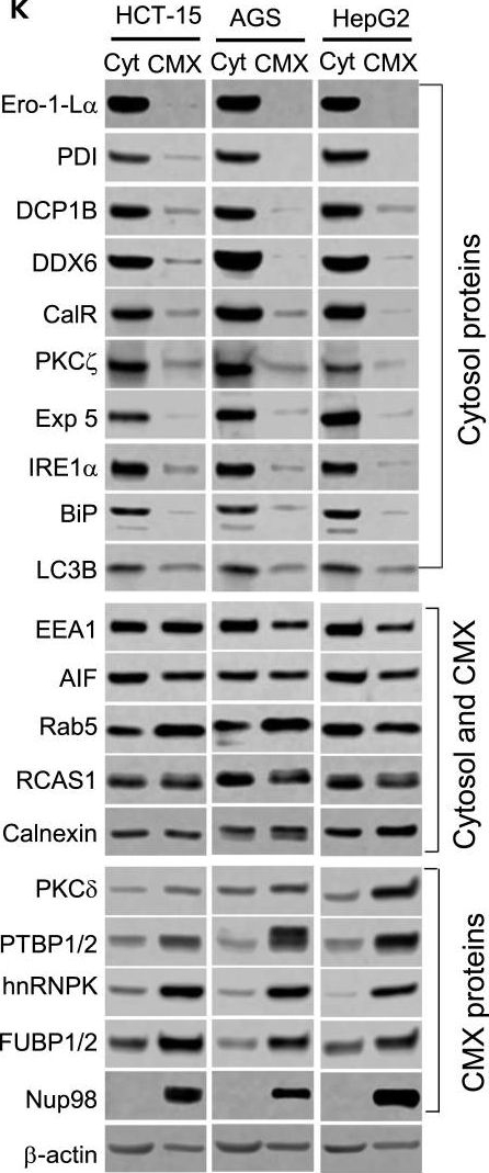 Fig.1.K showing Western Blotting in a Homo sapiens (Human) sample from the publication: Transcriptome, proteome, and protein synthesis within the intracellular cytomatrix.