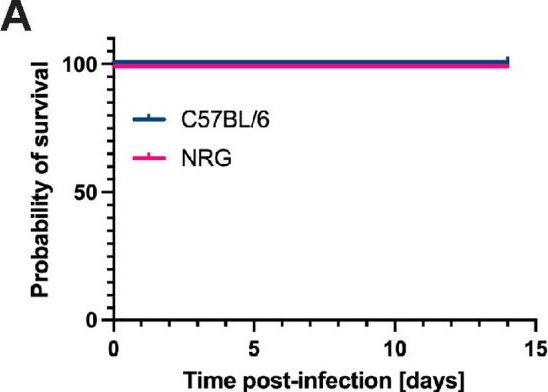 Fig.6.A from the publication: STAT1-mediated interferon signaling in the hematopoietic system is essential for restricting Usutu virus infection in vivo.