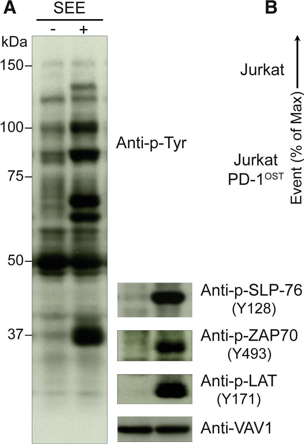 Fig.3.A showing Western Blotting from the publication: Quantitative Interactomics in Primary T Cells Provides a Rationale for Concomitant PD-1 and BTLA Coinhibitor Blockade in Cancer Immunotherapy.