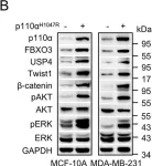 Fig.5.B showing Western Blotting from the publication: FBXO3 stabilizes USP4 and Twist1 to promote PI3K-mediated breast cancer metastasis.