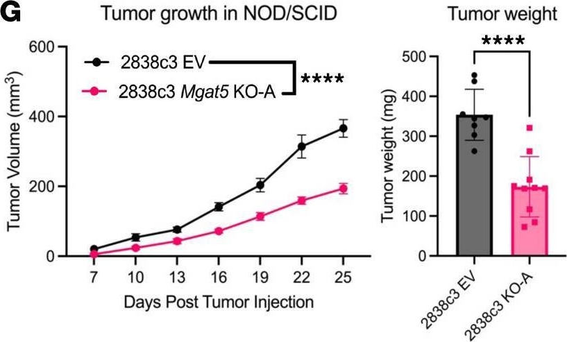 Fig.1.G from the publication: N-glycosylation by Mgat5 imposes a targetable constraint on immune-mediated tumor clearance.