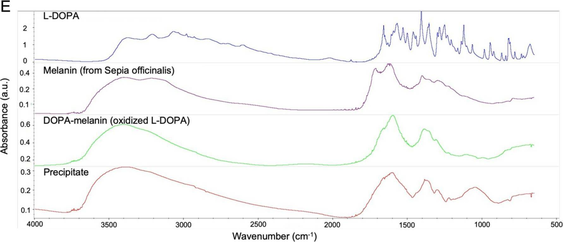 Fig.5.E from the publication: L-DOPA induces iron accumulation in roots of Ipomoea aquatica and Arabidopsis thaliana in a pH-dependent manner.