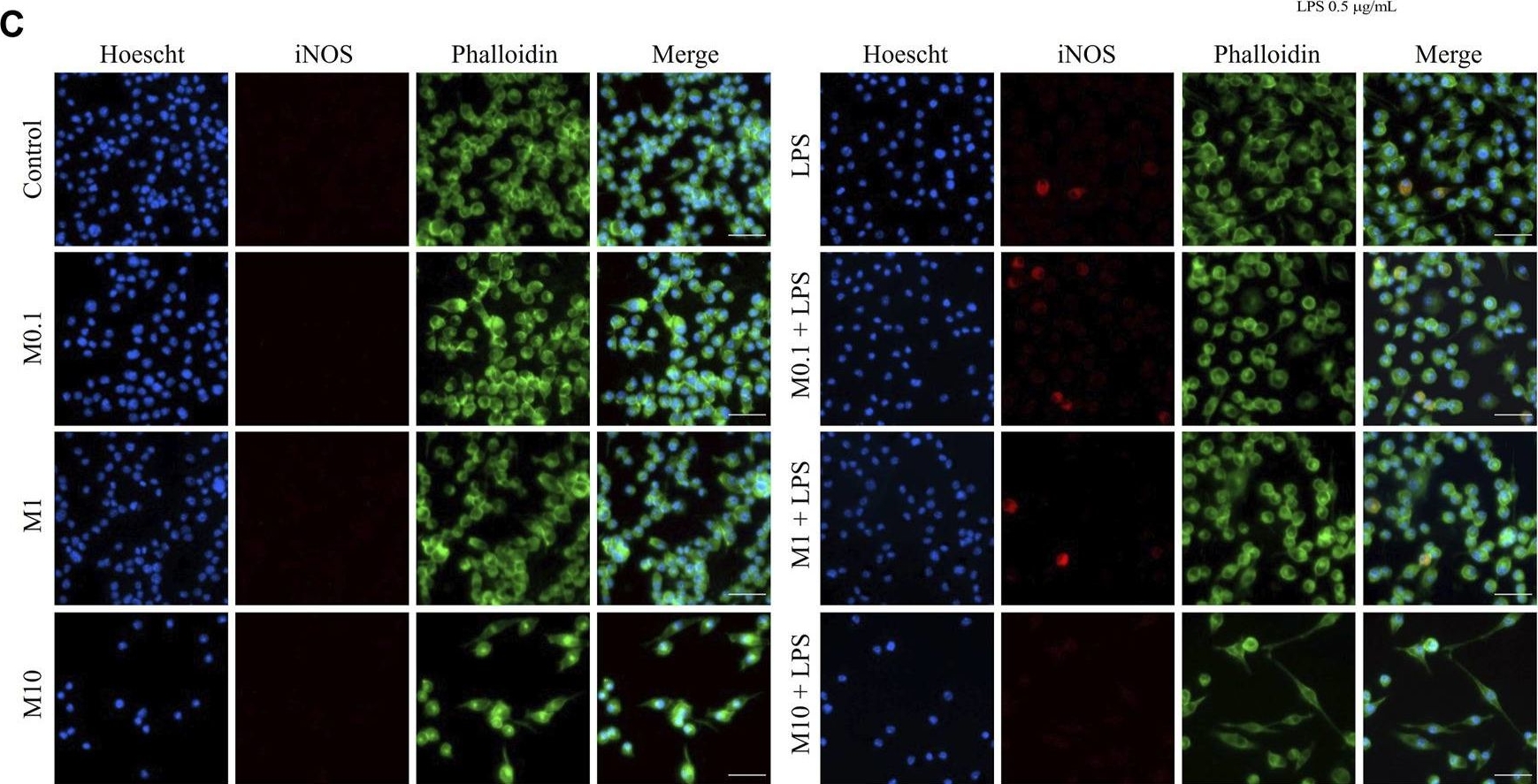 Fig.3.C showing Immunocytochemistry-immunofluorescence from the publication: Necrotic-like BV-2 microglial cell death due to methylmercury exposure.