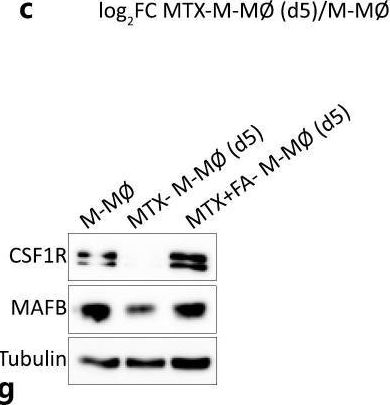 Fig.5.C showing Western Blotting in a Homo sapiens (Human) sample from the publication: GSK3β Inhibition Prevents Macrophage Reprogramming by High-Dose Methotrexate.