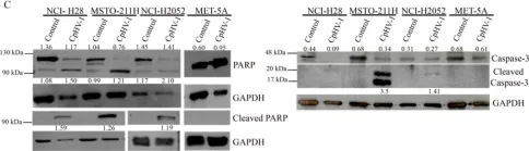 Fig.2.C showing Western Blotting from the publication: The Oncolytic Caprine Herpesvirus 1 (CpHV-1) Induces Apoptosis and Synergizes with Cisplatin in Mesothelioma Cell Lines: A New Potential Virotherapy Approach.