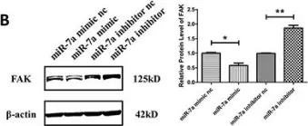 Fig.5.B showing Western Blotting in a Mus musculus (House mouse) sample from the publication: MiR-7a is an important mediator in Fas-associated protein with death domain (FADD)-regulated expression of focal adhesion kinase (FAK).