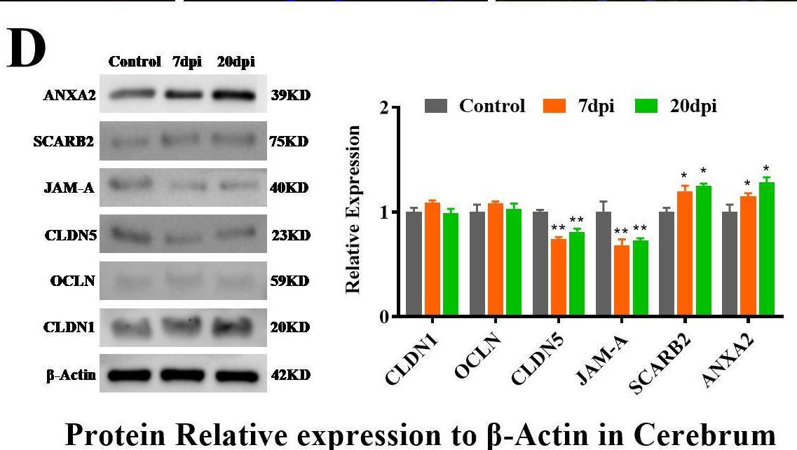 Fig.5.D showing Western Blotting from the publication: EV-A71 invades the central nervous system and affects the blood-brain barrier in a tree shrew model.