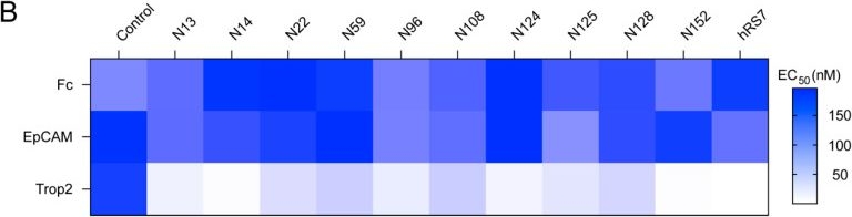Fig.2.B from the publication: Novel Anti-Trop2 Nanobodies Disrupt Receptor Dimerization and Inhibit Tumor Cell Growth.