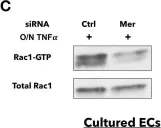 Fig.6.C showing Western Blotting from the publication: The role of endothelial MERTK during the inflammatory response in lungs.
