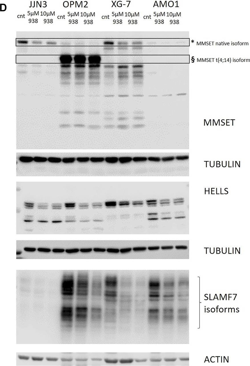 Fig.5.D showing Western Blotting in a Homo sapiens (Human) sample from the publication: Inhibition of the Protein Arginine Methyltransferase PRMT5 in High-Risk Multiple Myeloma as a Novel Treatment Approach.