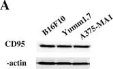 Fig.1.A showing Western Blotting from the publication: The abscopal effect of anti-CD95 and radiotherapy in melanoma.