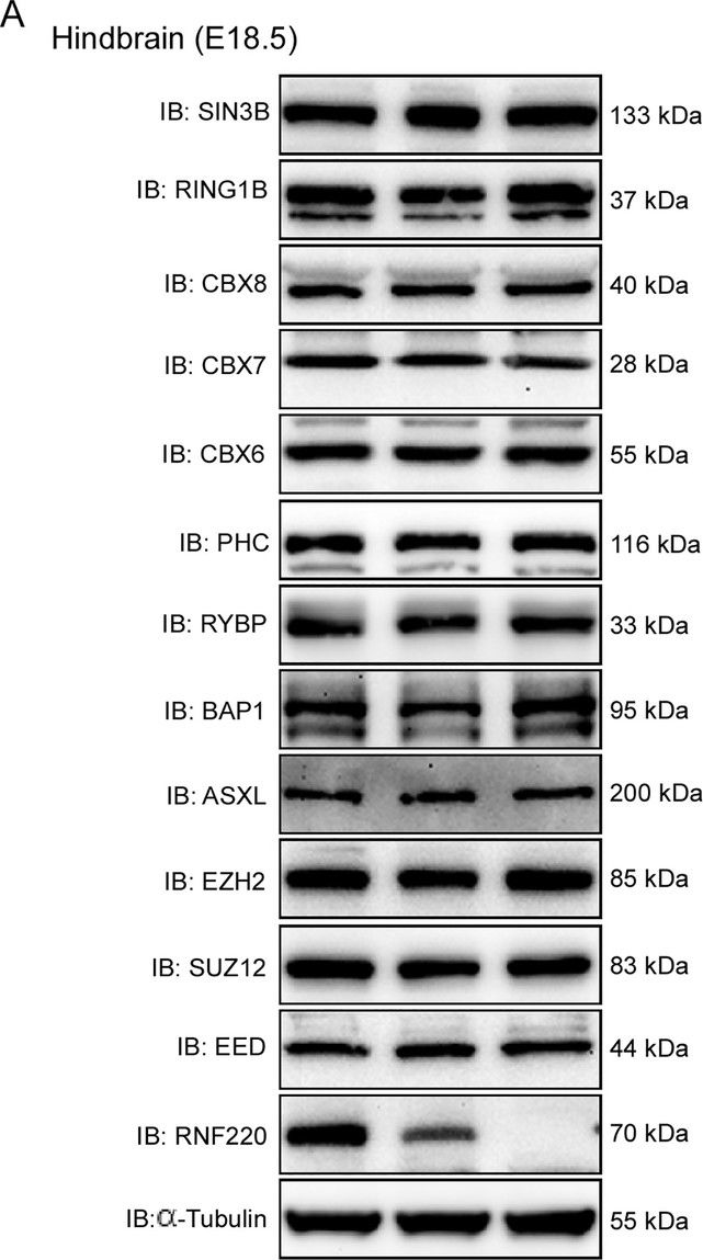 Fig.3.A showing Western Blotting in a Mus musculus (House mouse) sample from the publication: The E3 ubiquitin ligase RNF220 maintains hindbrain Hox expression patterns through regulation of WDR5 stability.