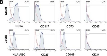 Fig.1.B showing Flow cytometry/Cell sorting in a Homo sapiens (Human) sample from the publication: Amniotic Fluid Derived Stem Cells with a Renal Progenitor Phenotype Inhibit Interstitial Fibrosis in Renal Ischemia and Reperfusion Injury in Rats.