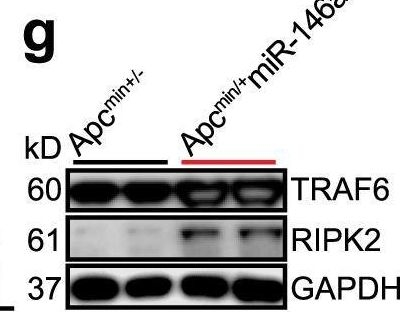 Fig.5.G showing Western Blotting in a Mus musculus (House mouse) sample from the publication: MicroRNA-146a limits tumorigenic inflammation in colorectal cancer.