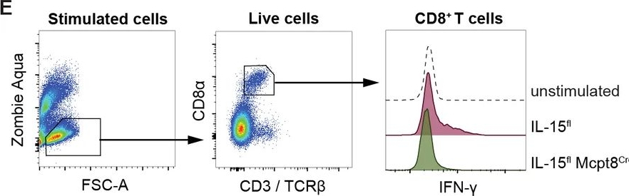 Fig.4.E showing Flow cytometry/Cell sorting in a Mus musculus (House mouse) sample from the publication: Basophil-specific deletion of interleukin 15 impairs memory CD8+ T cell homeostasis in the bone marrow.
