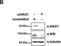 Fig.5.B showing Western Blotting in a Homo sapiens (Human) sample from the publication: HAX1 regulates E3 ubiquitin ligase activity of cIAPs by promoting their dimerization.