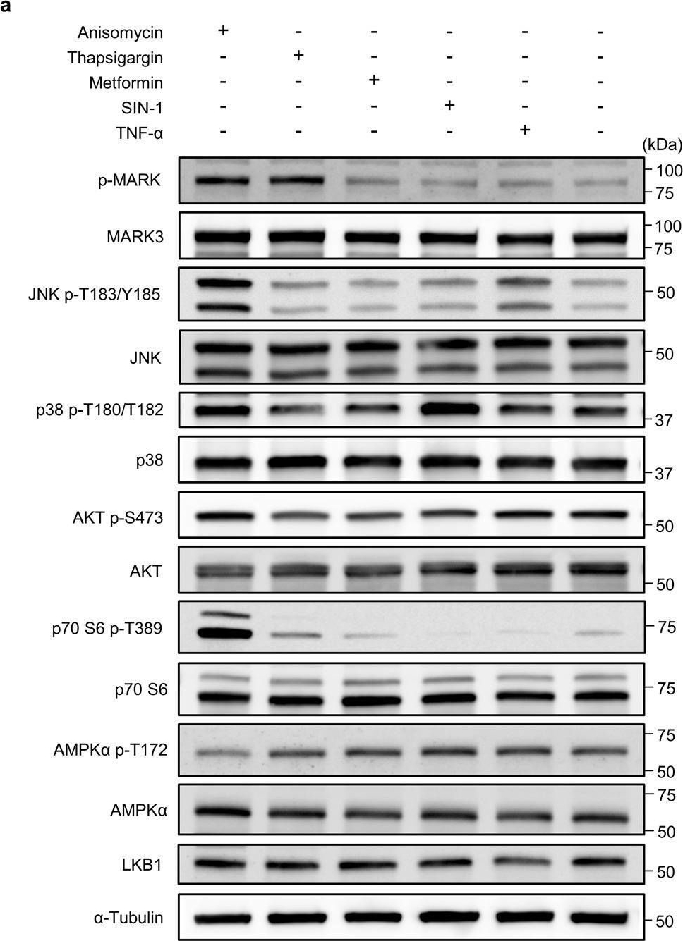 Fig.5.A showing Western Blotting in a Homo sapiens (Human) sample from the publication: The metabolic stress-activated checkpoint LKB1-MARK3 axis acts as a tumor suppressor in high-grade serous ovarian carcinoma.