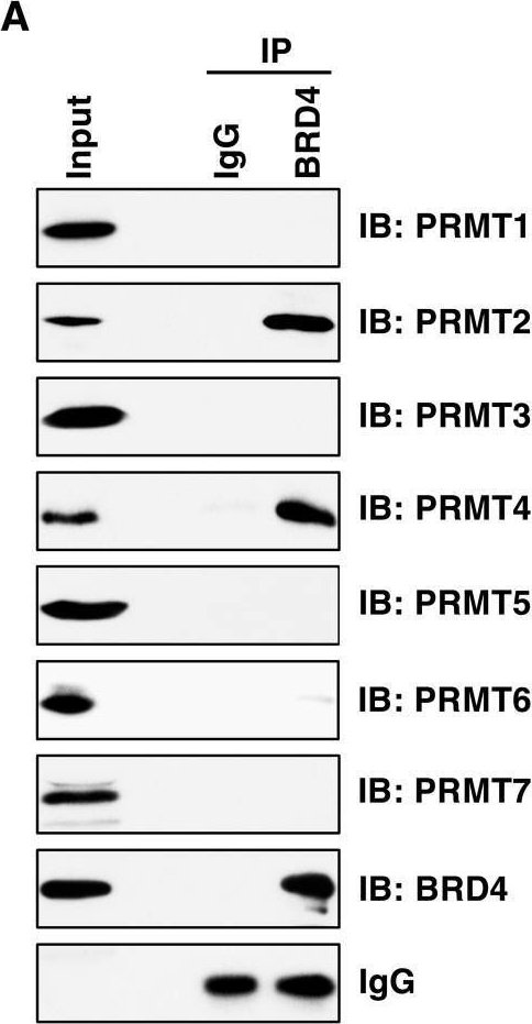 Fig.1.A showing Western Blotting in a Homo sapiens (Human) sample from the publication: Arginine methylation of BRD4 by PRMT2/4 governs transcription and DNA repair.