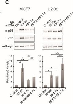 Fig.2.C showing Western Blotting from the publication: The induction of p53 correlates with defects in the production, but not the levels, of the small ribosomal subunit and stalled large ribosomal subunit biogenesis.