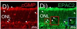 Fig.3.D showing Immunohistochemistry-immunofluorescence in a Mus musculus (House mouse) sample from the publication: Enhanced cGMP Interactor Rap Guanine Exchange Factor 4 (EPAC2) Expression and Activity in Degenerating Photoreceptors: A Neuroprotective Response?