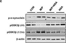 てんしんページ Phospho Alpha Synuclein Antibody (Ser129) (D1R1R) Rabbit mAb